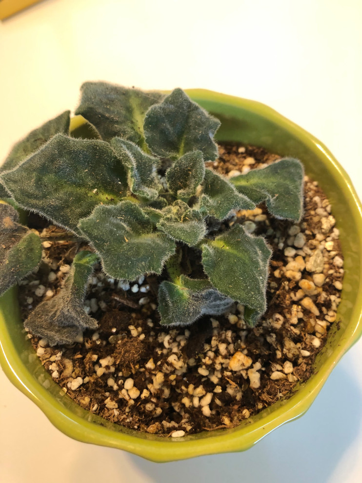 African Violet wilting but not overwatered