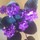 Last commented by littleblackbat