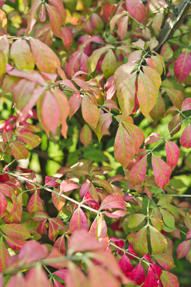 Современный сад на Успенском шоссе