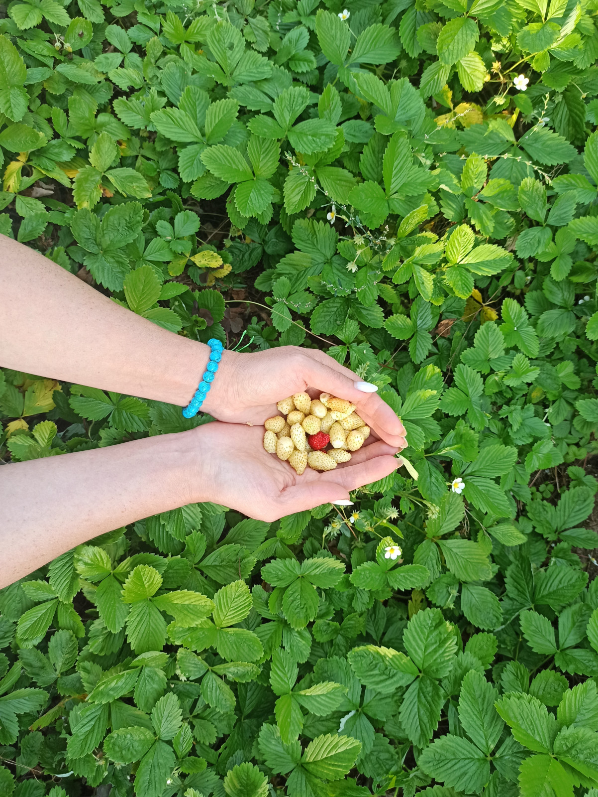 Ландшафт сада в 6 соток.