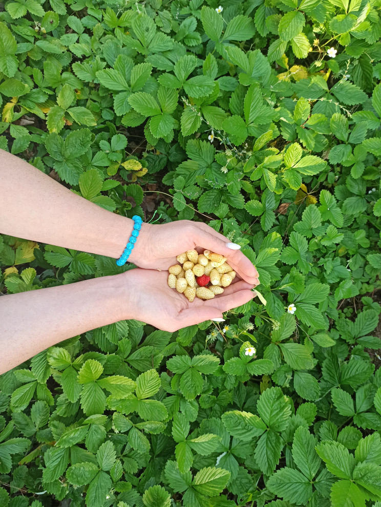 Ландшафт сада в 6 соток.