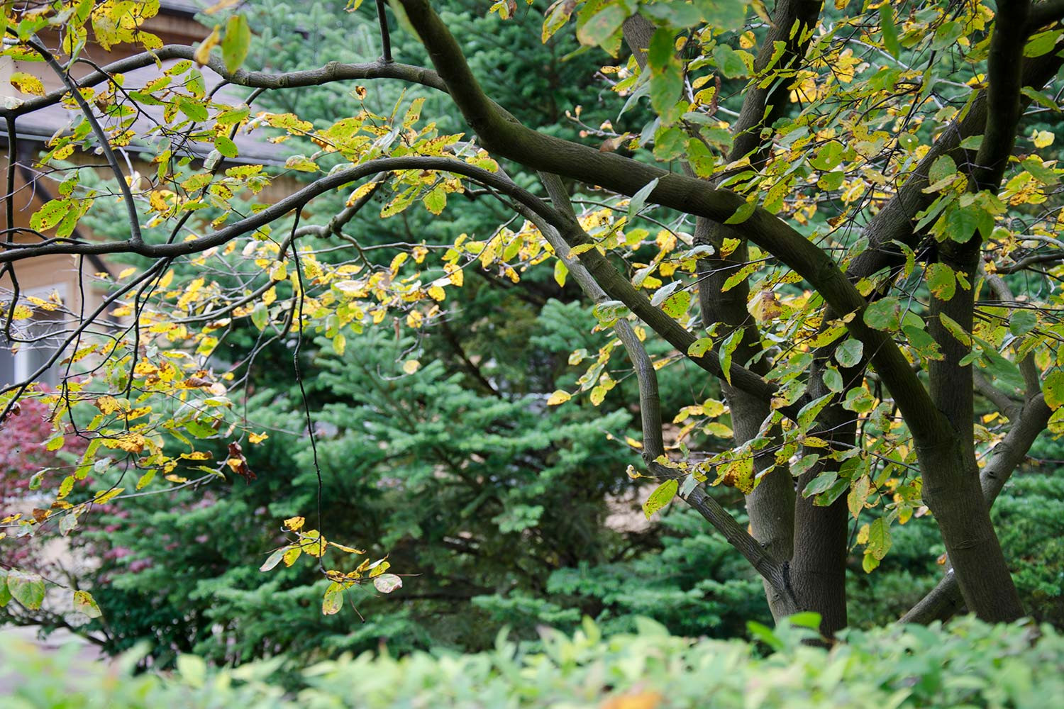 Ландшафтный сад КП "Новоглаголево", Киевское шоссе