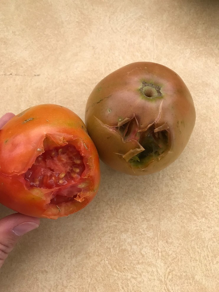 What is eating my ripe tomatoes?