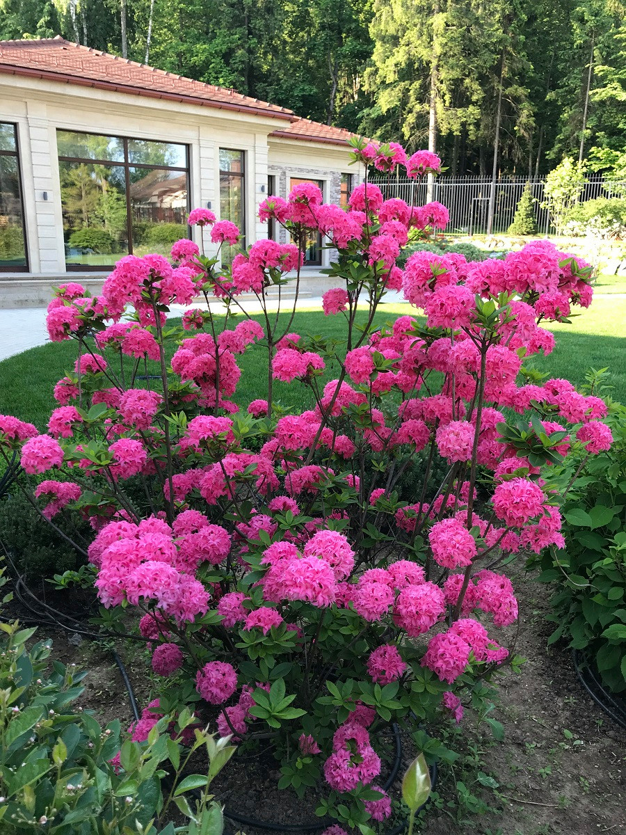 Современный ландшафтный дизайн.