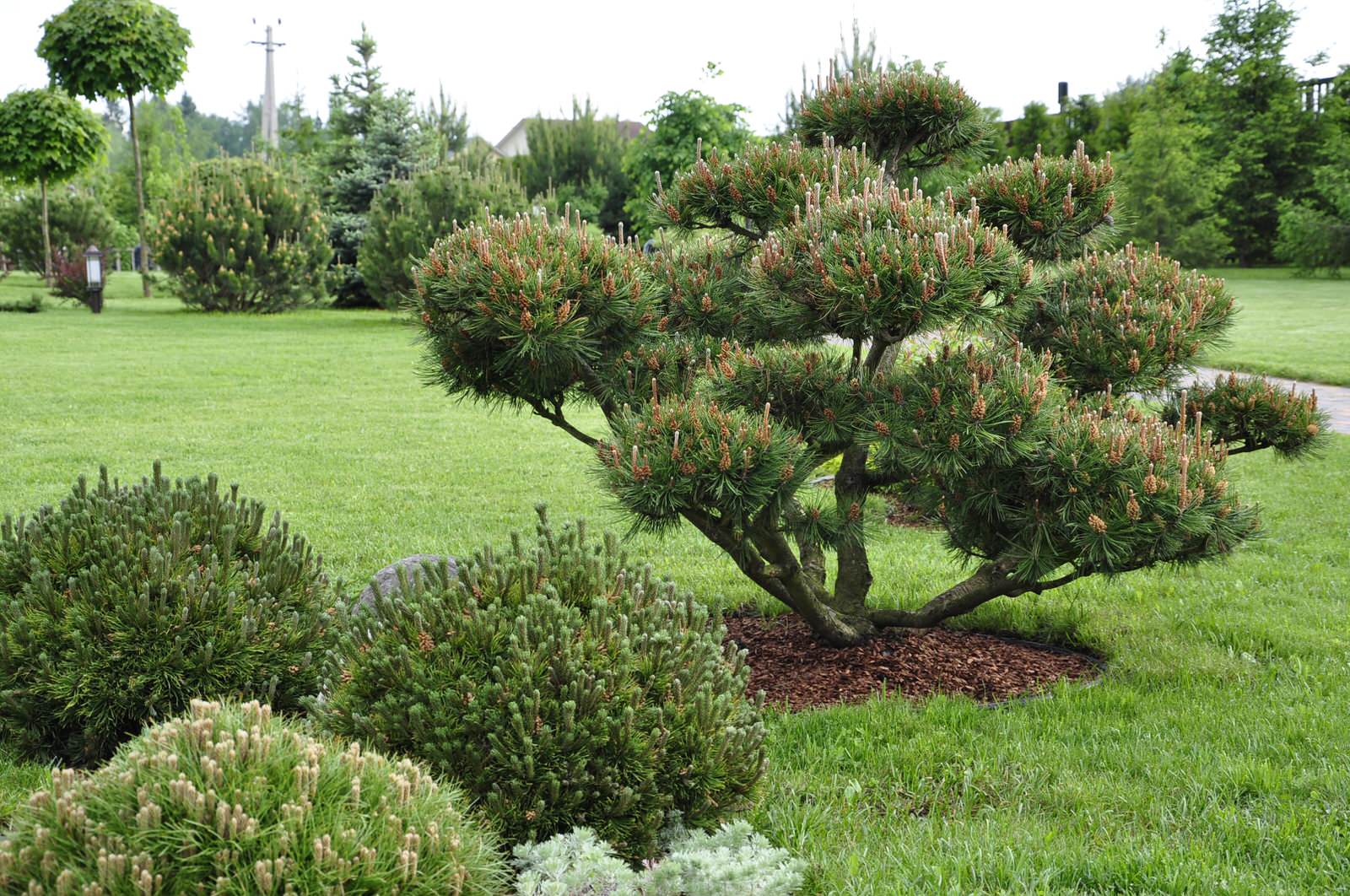 кп "Папушево" - Профессиональный уход за садом - 100% качество!