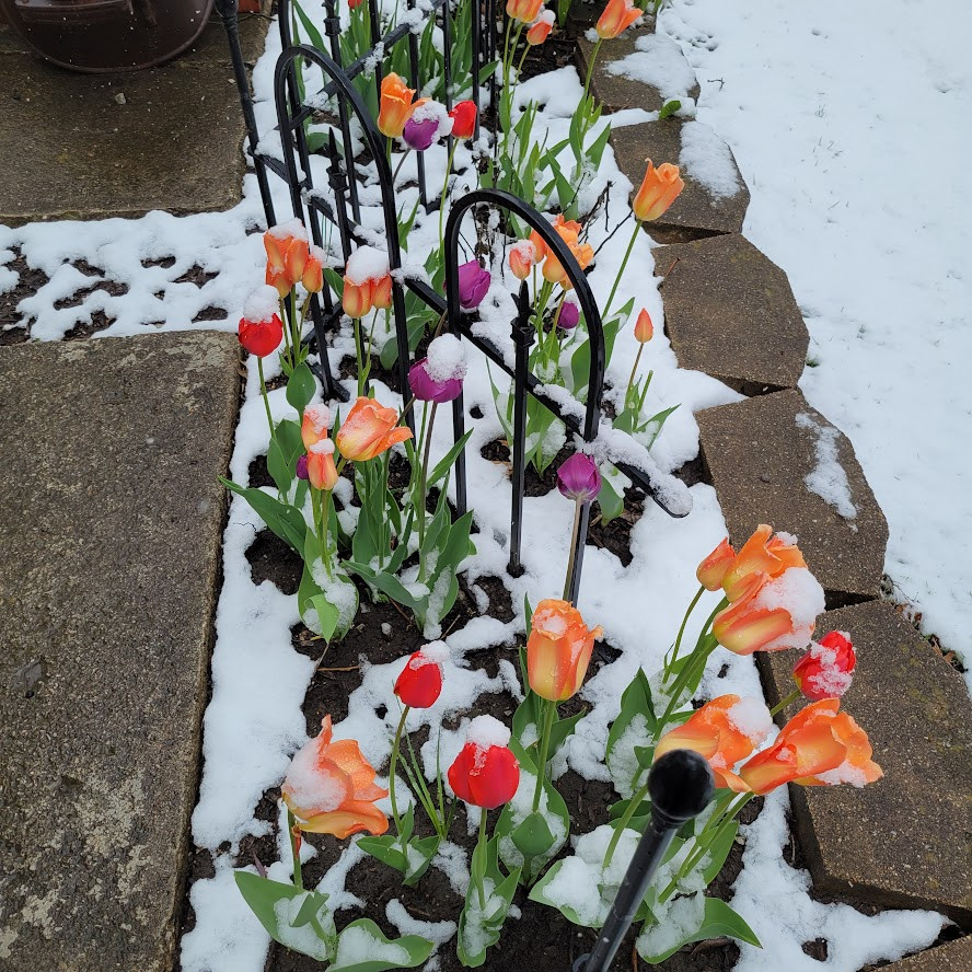 Spring Gardens $