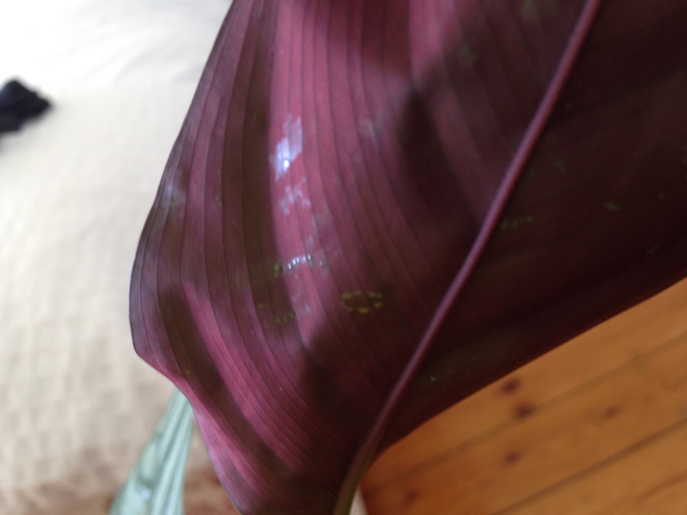 Help, my calathea has sticky spots on the underside of its leaves