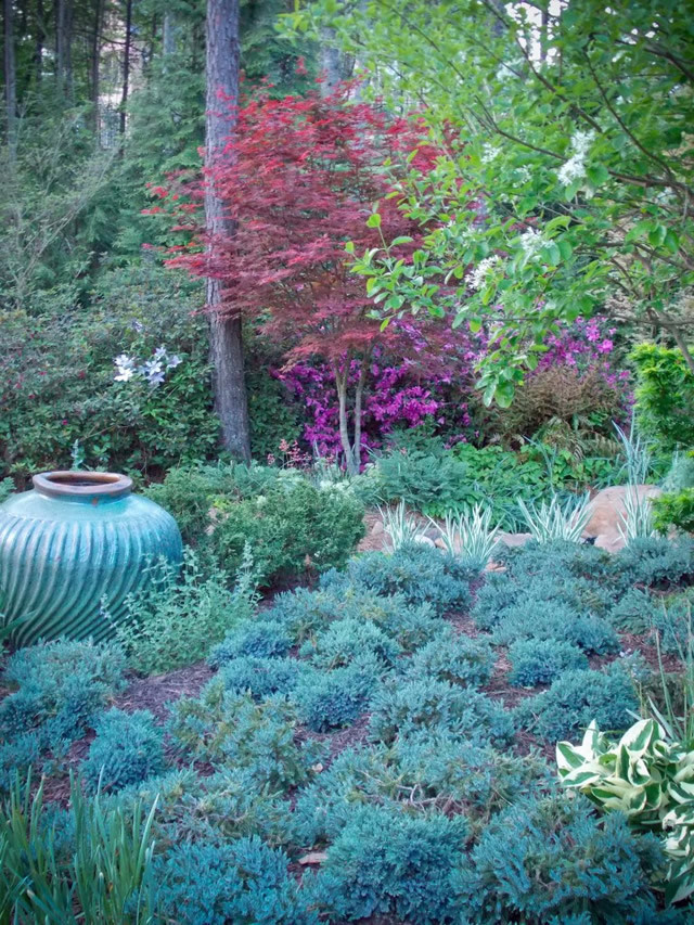 Wooded Hillside with Conifers, Japanese Maple and Urn