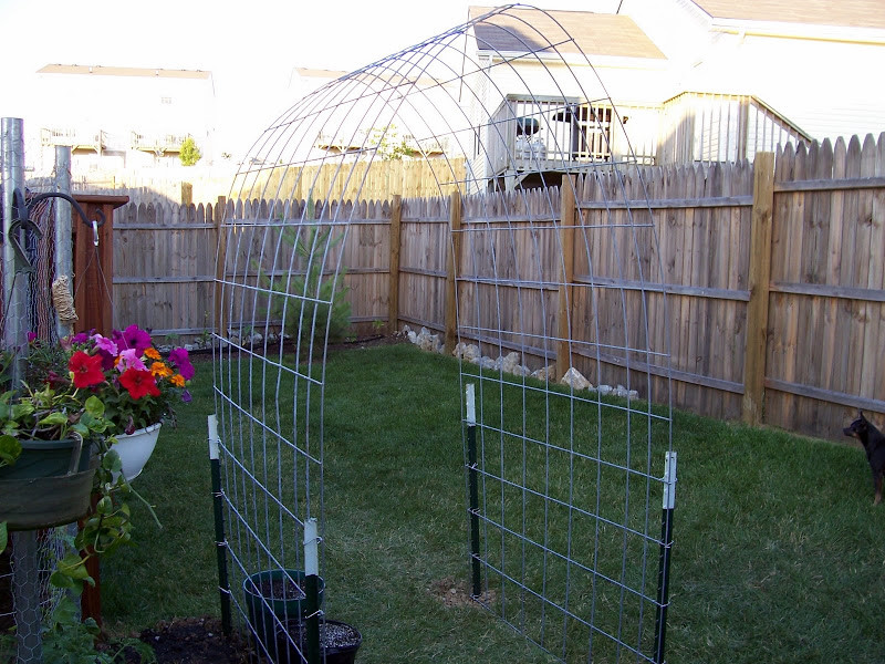 Built my first cattle panel arch trellis today!