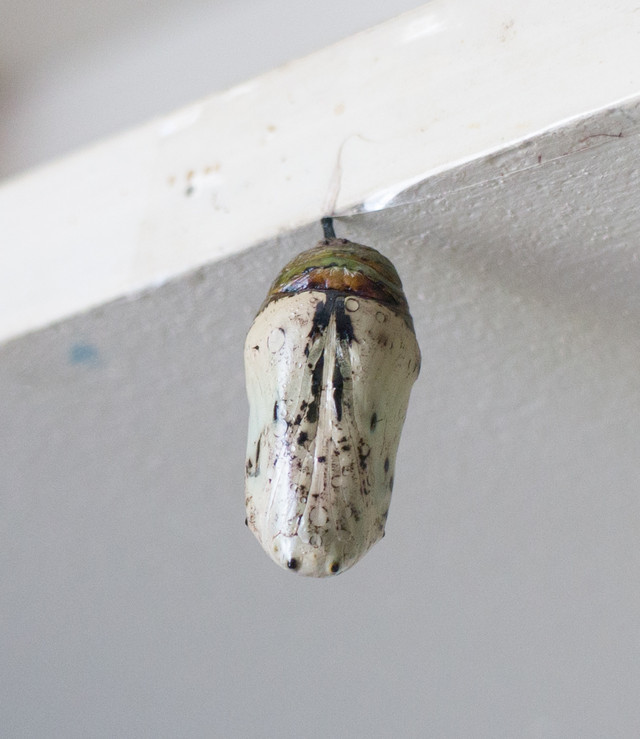 Monarch Chrysalis turning white