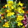 grow_n_gardn (CA, zone 10)