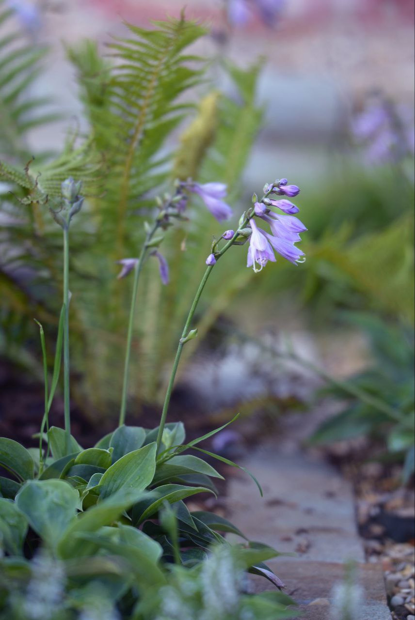 Выставочный сад на фестивале в Царицыне "Видение розы"