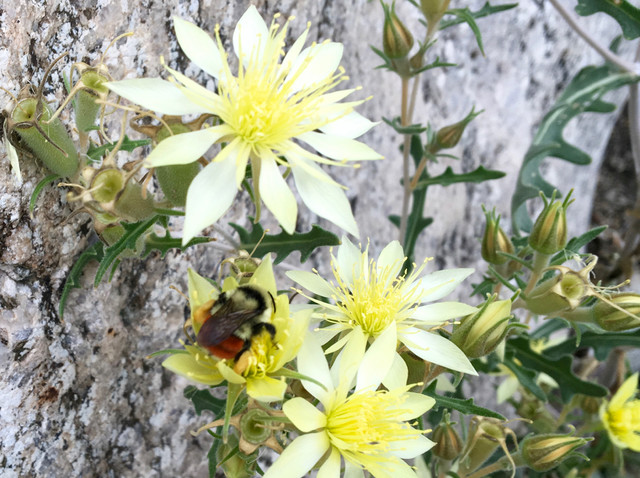 Ten Tips for Leaving a Garden 