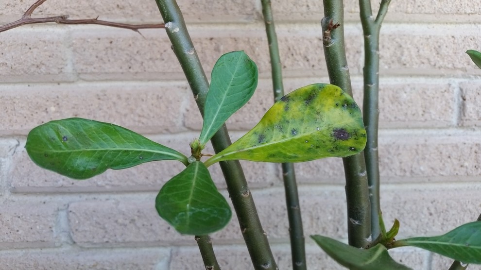 Spots on Adenium leaves | Houzz Forum