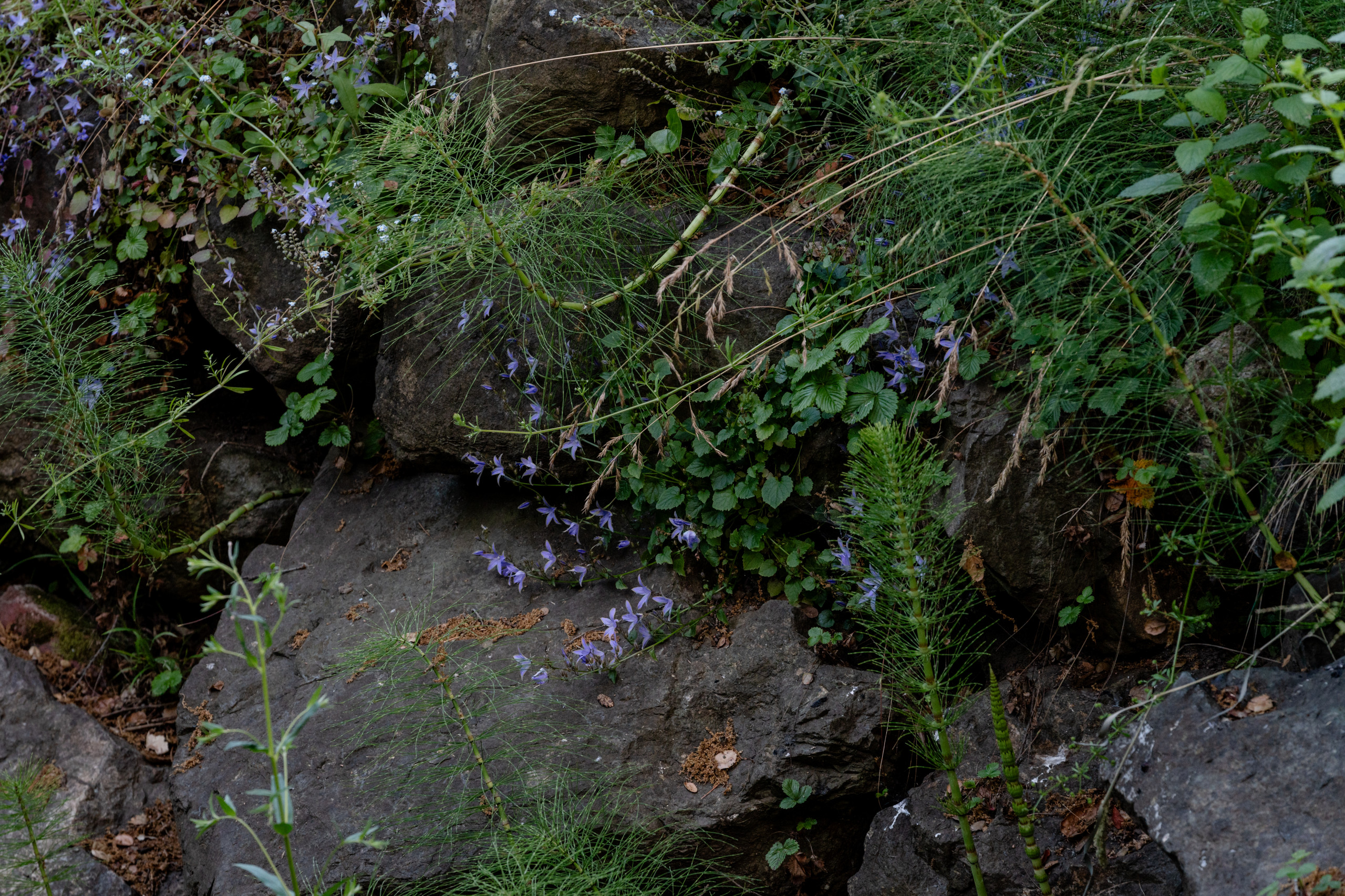 Creekside Restoration