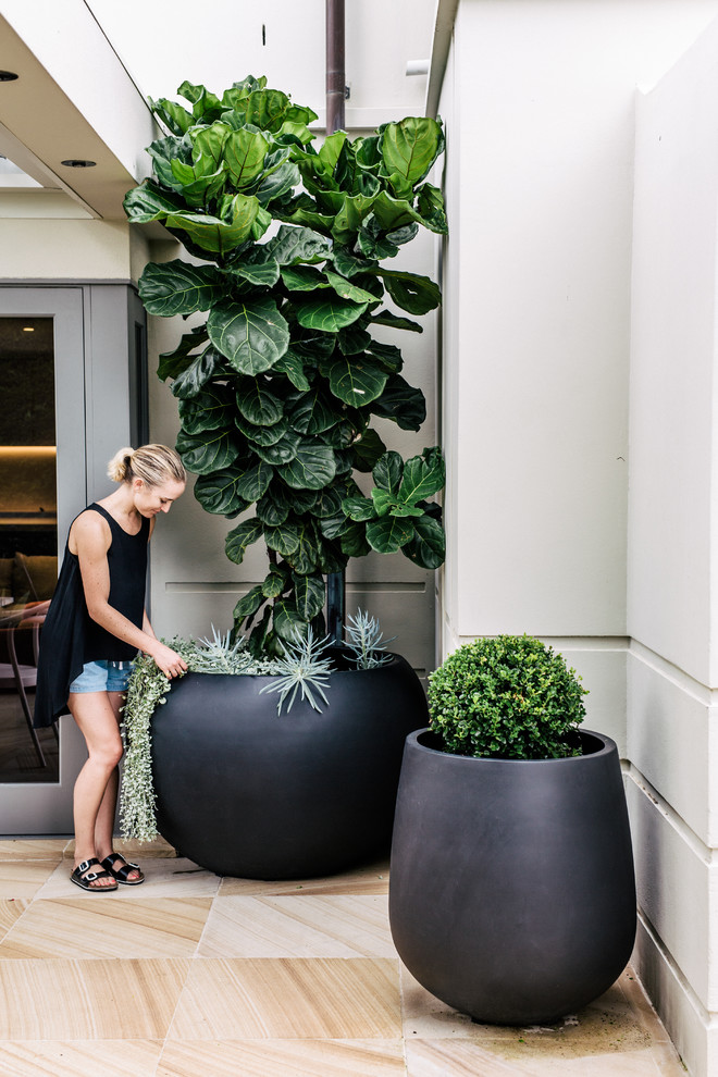 Inspiration for a mid-sized contemporary backyard full sun formal garden for summer in Sydney with a container garden and natural stone pavers.
