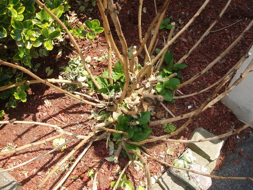 Why are my hydrangea flowers turning brown?