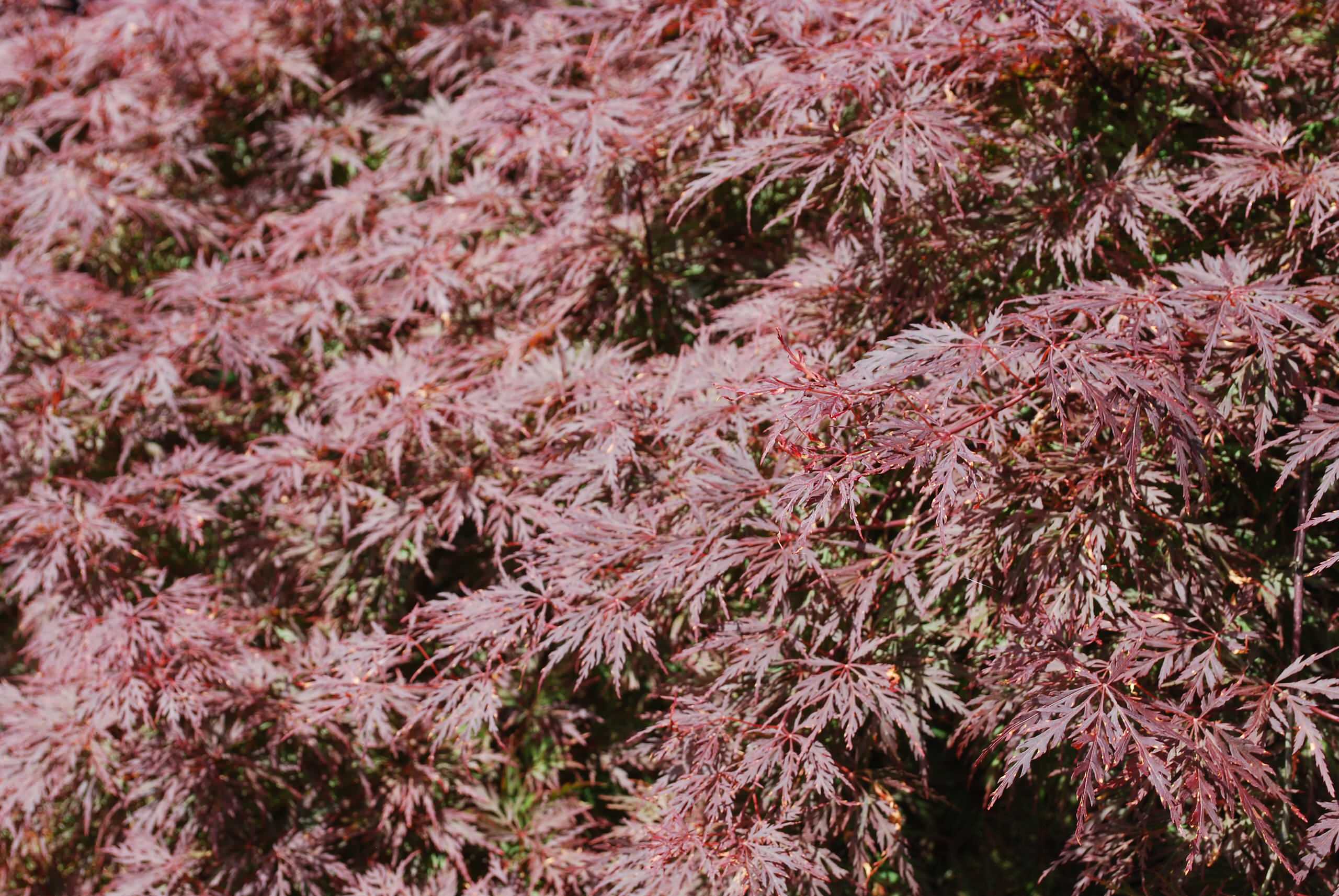 Acer palmatum 'Orangeola'