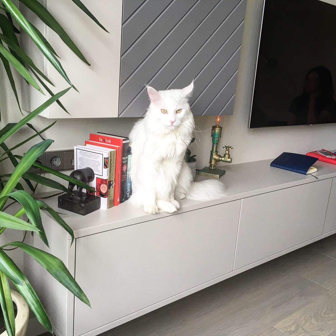 Дом кота Шерлока