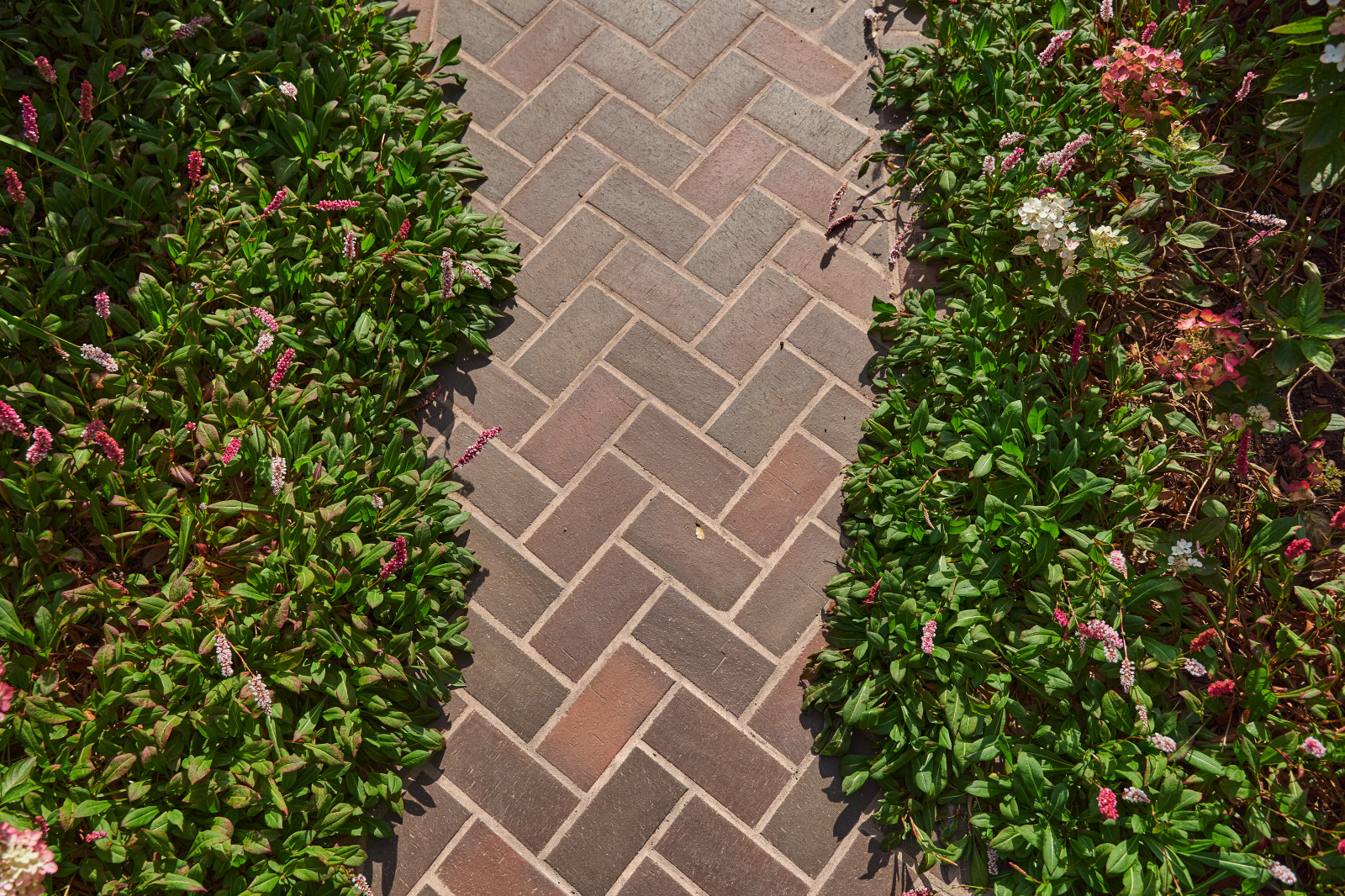 Сад в розовой дымке