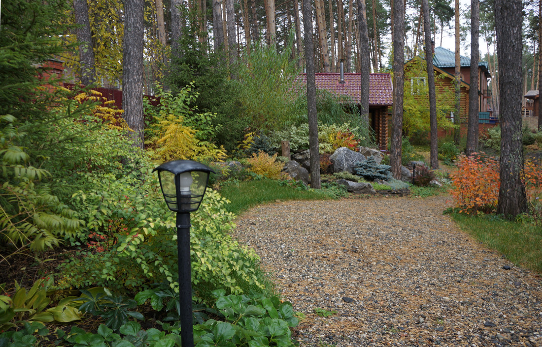 Лесной пейзаж