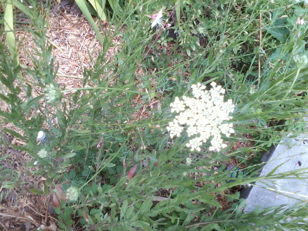 Fern leaf "weed" with white flower