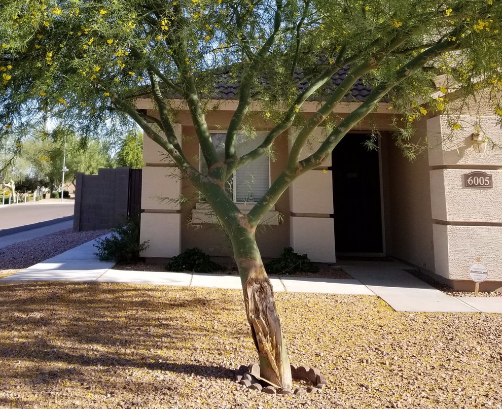 Palo Verde Tree Damage