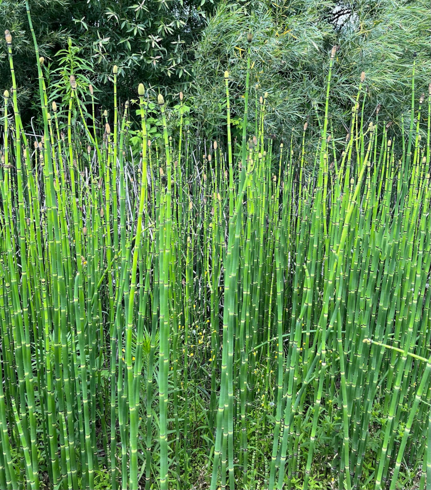 what is the tall reed like plant?