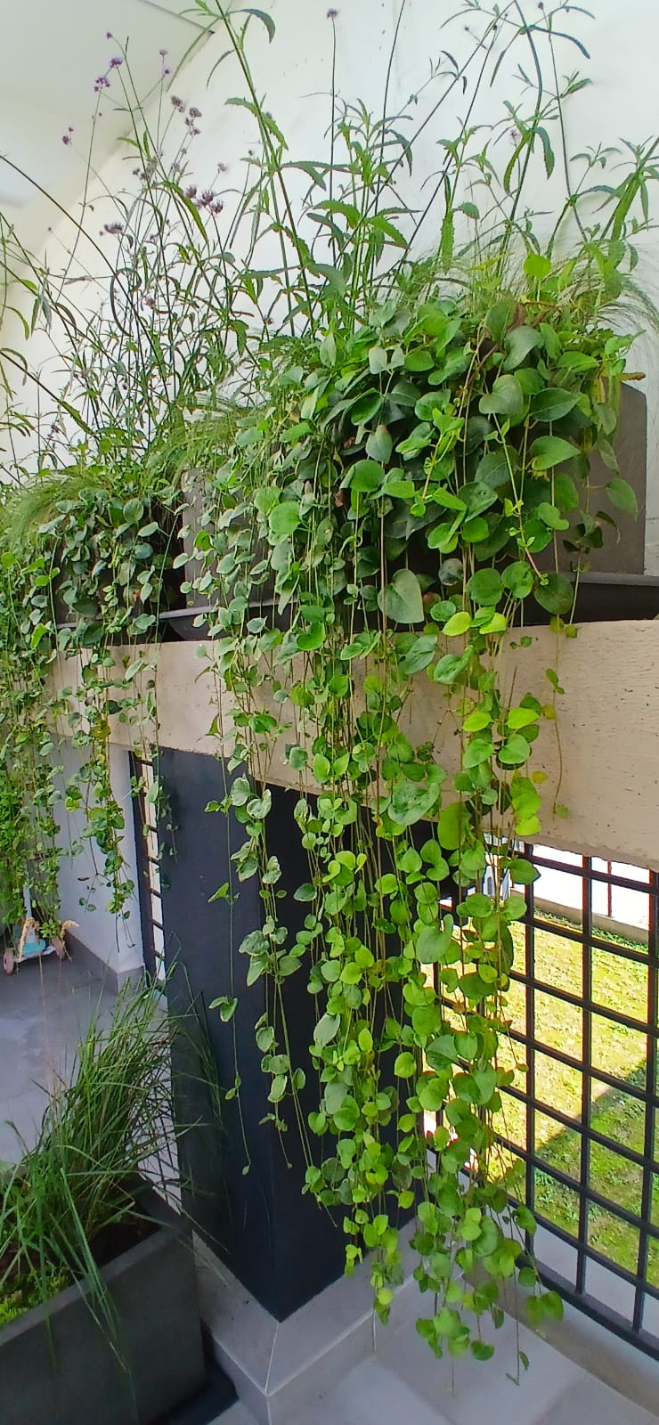 Realizzazione Wild in the city