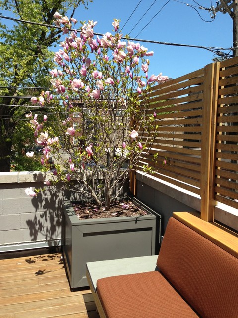 Magnolia contemporary-terrace