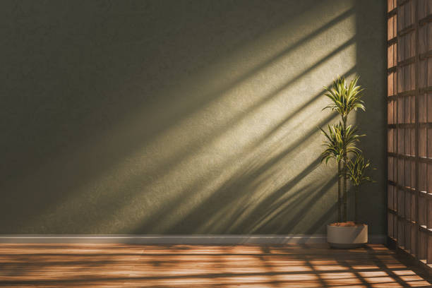 plant in shadows
