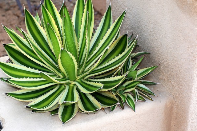 Front Yard Succulent Garden Designs | Home Designs Inspiration