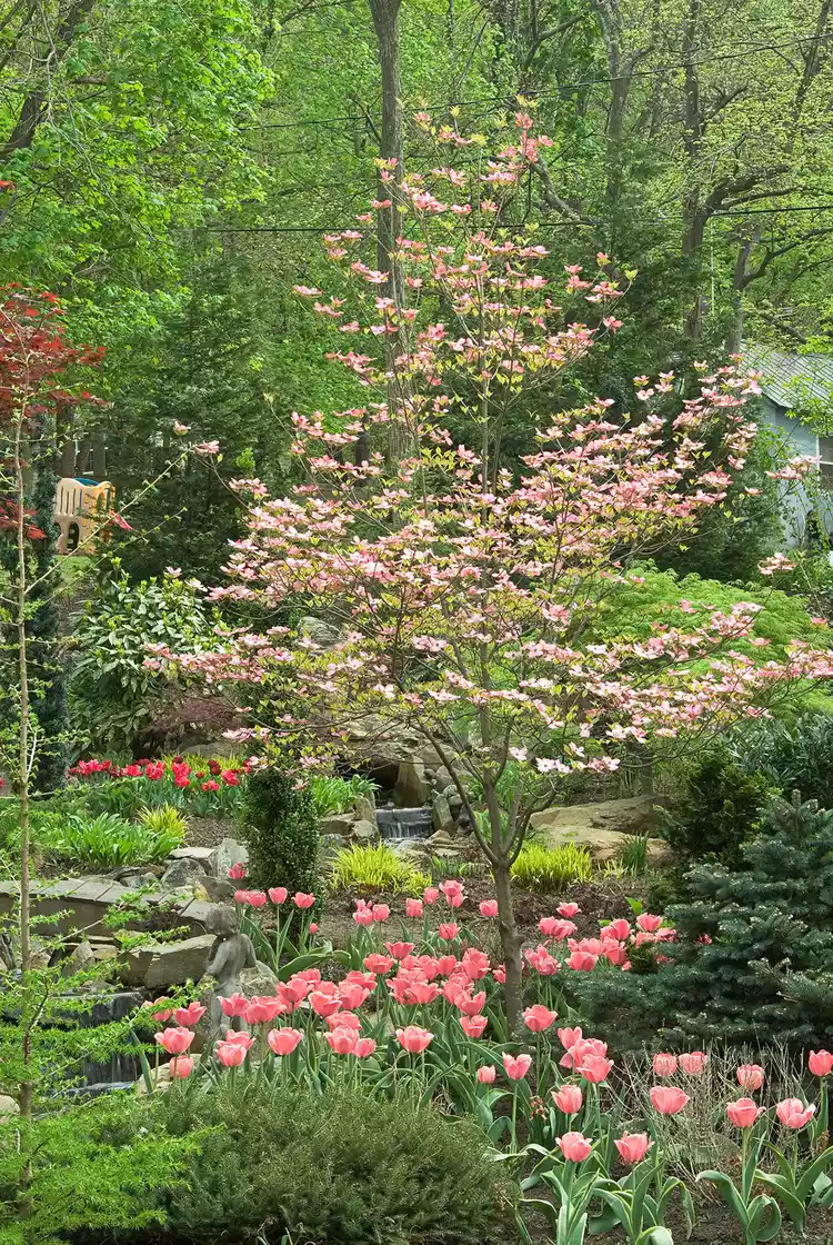 Flowering Dogwoods on Property maintained by Peter Atkins and Associates with Tulips