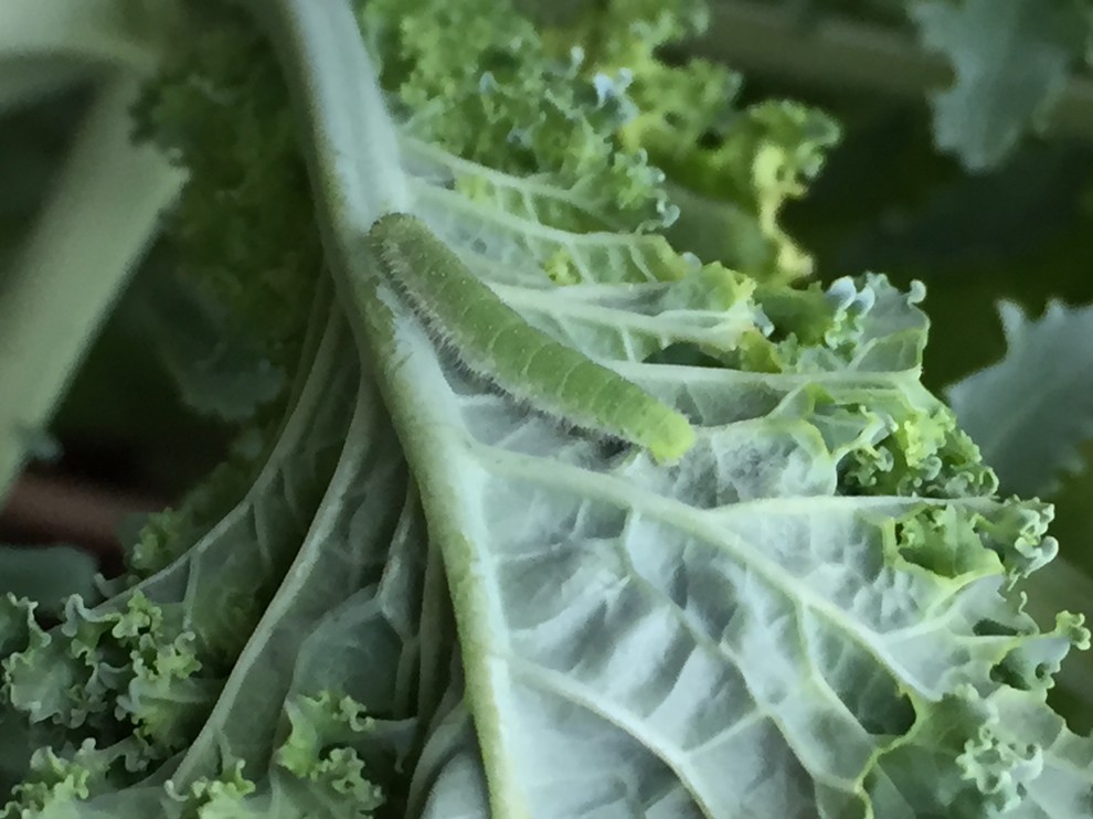Who is eating and pooping on my kale??