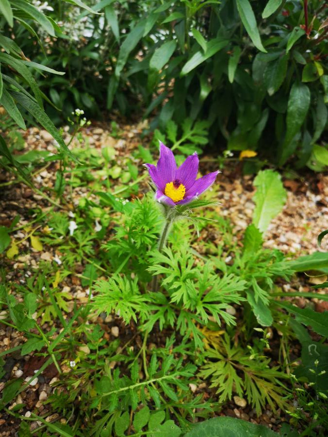 Ландшафтный дизайн участка с сухим ручьем в Боровском районе