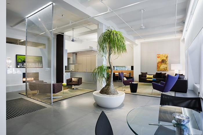 How to Care for a Ponytail Palm | Houzz