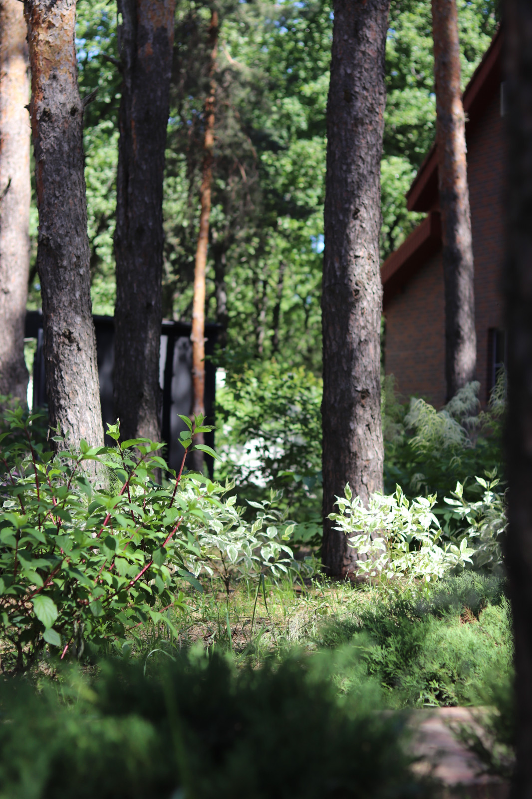 Сад под соснами