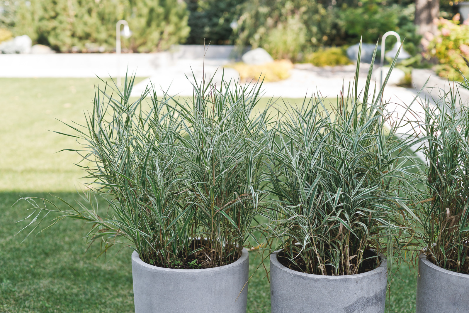 Маленький сад перед таунхаусом