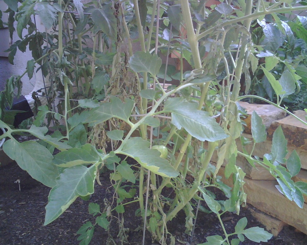 Green Zebra, wilting branches