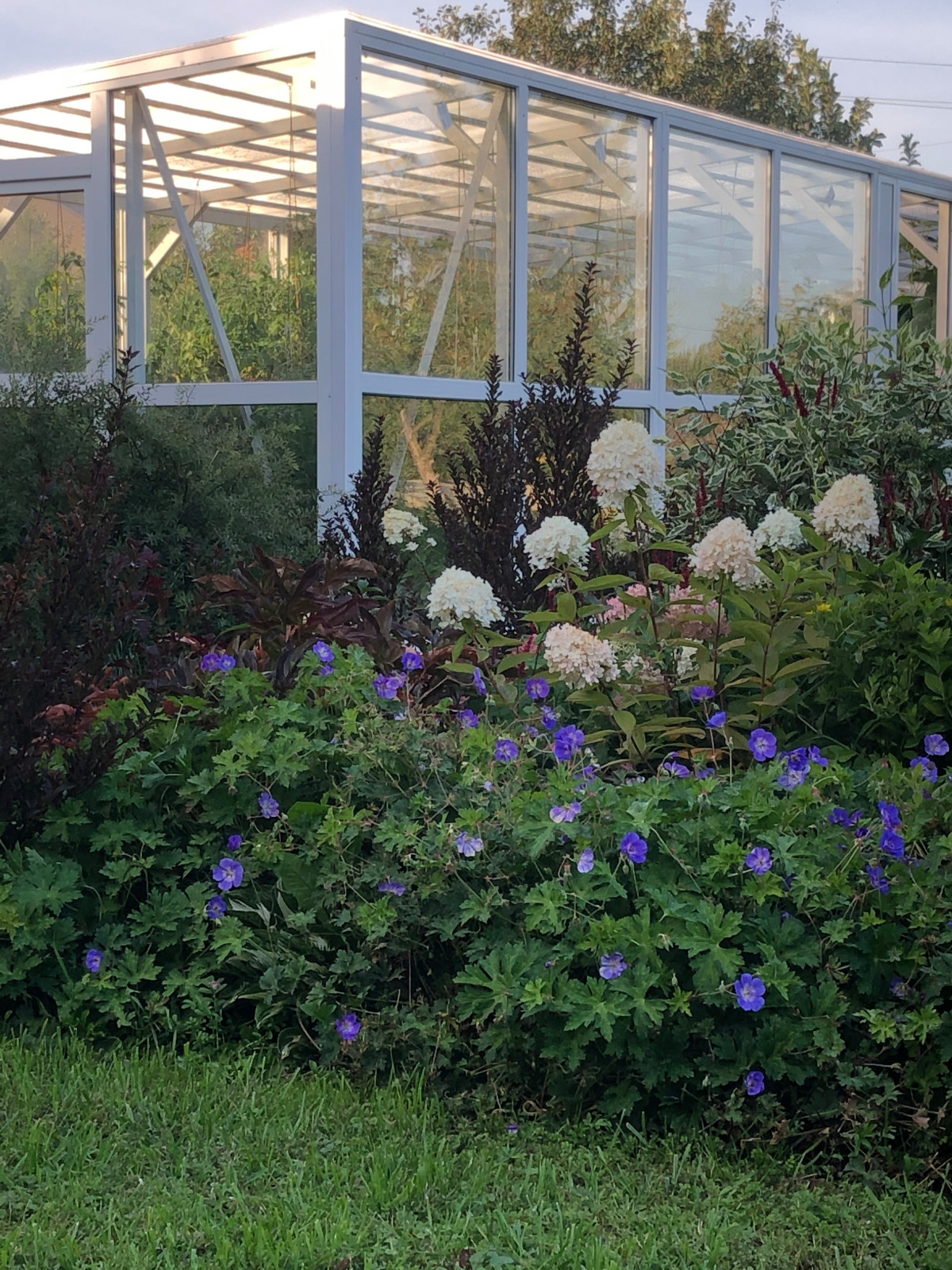 Миксбордер на фоне оранжереи