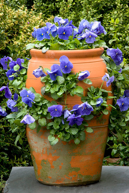 Strawberry Pot with Pansies