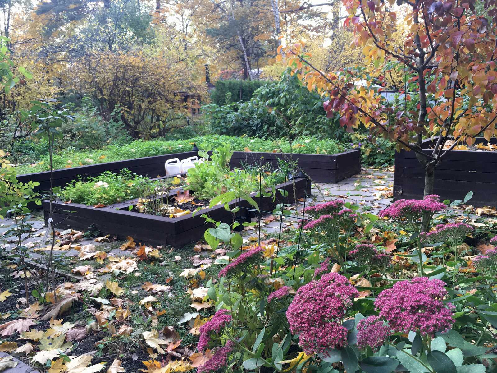 Белкин сад. Осень 2019