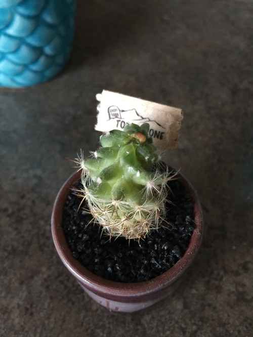 Is my cactus dying?