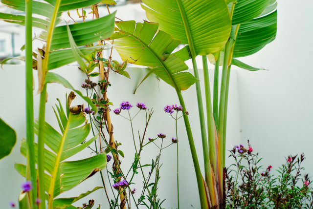 JARDÍN CON MÍNIMO MANTENIMIENTO EN VILLA DE LUJO EN MIJAS (MÁLAGA) contemporary-traedgaard