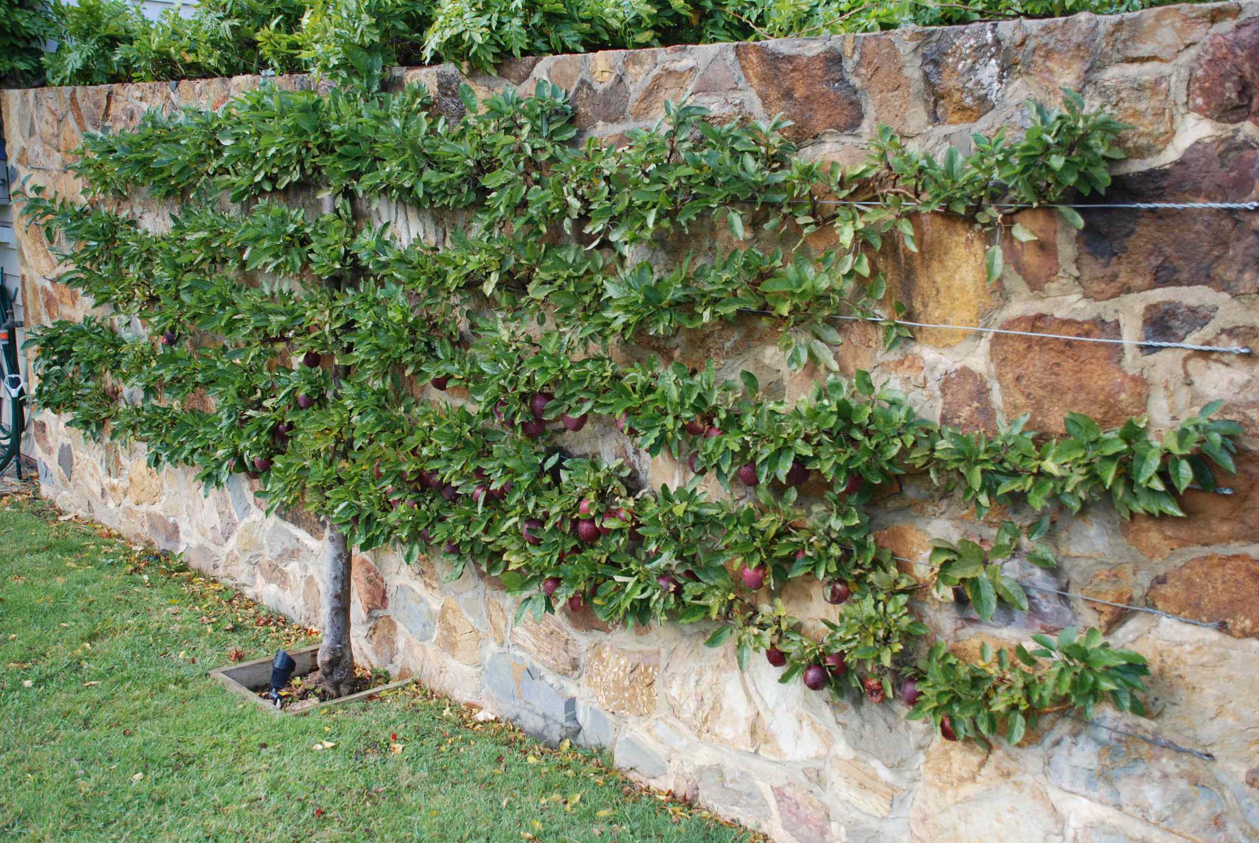How to Grow Passionfruit in Time for Summer | Houzz AU