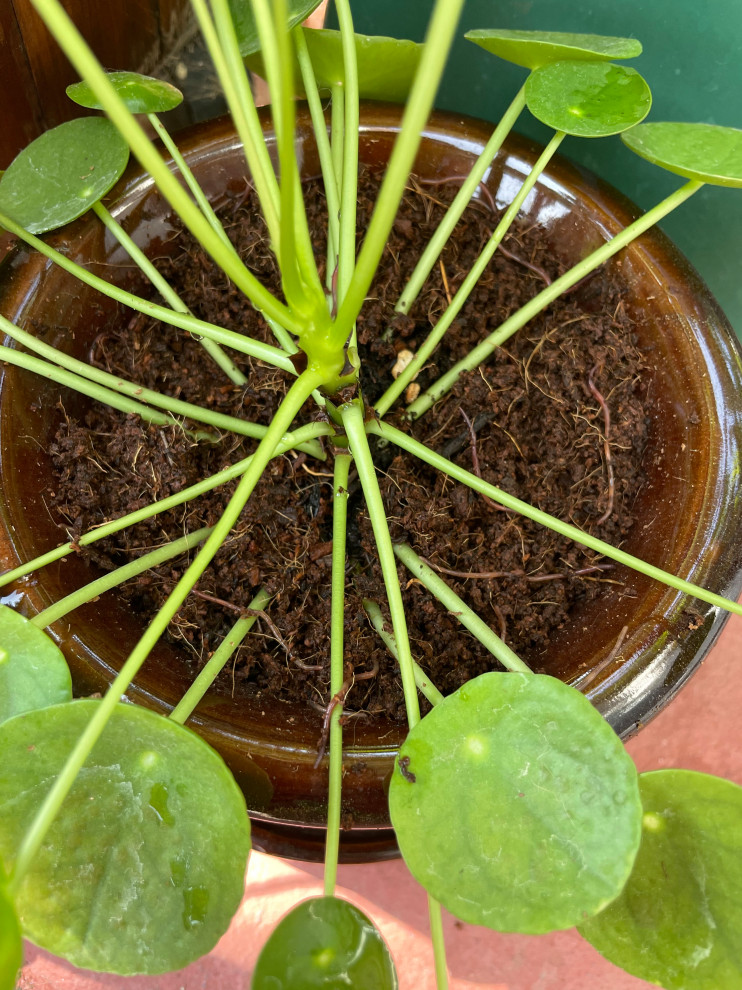 What are these worms in my houseplant?
