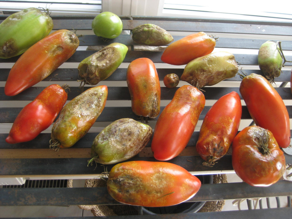 What is ailing our Heirloom tomatoes? Rotting before ripening!!!