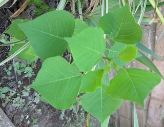 Tree Seedling With Spade Leaves?