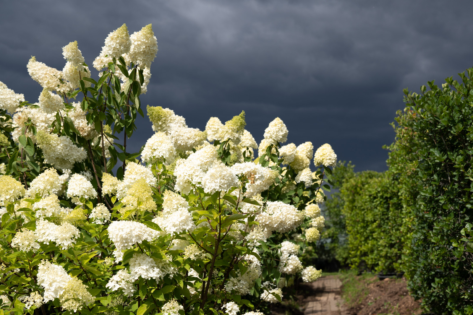Гортензии для сада премиум-класса