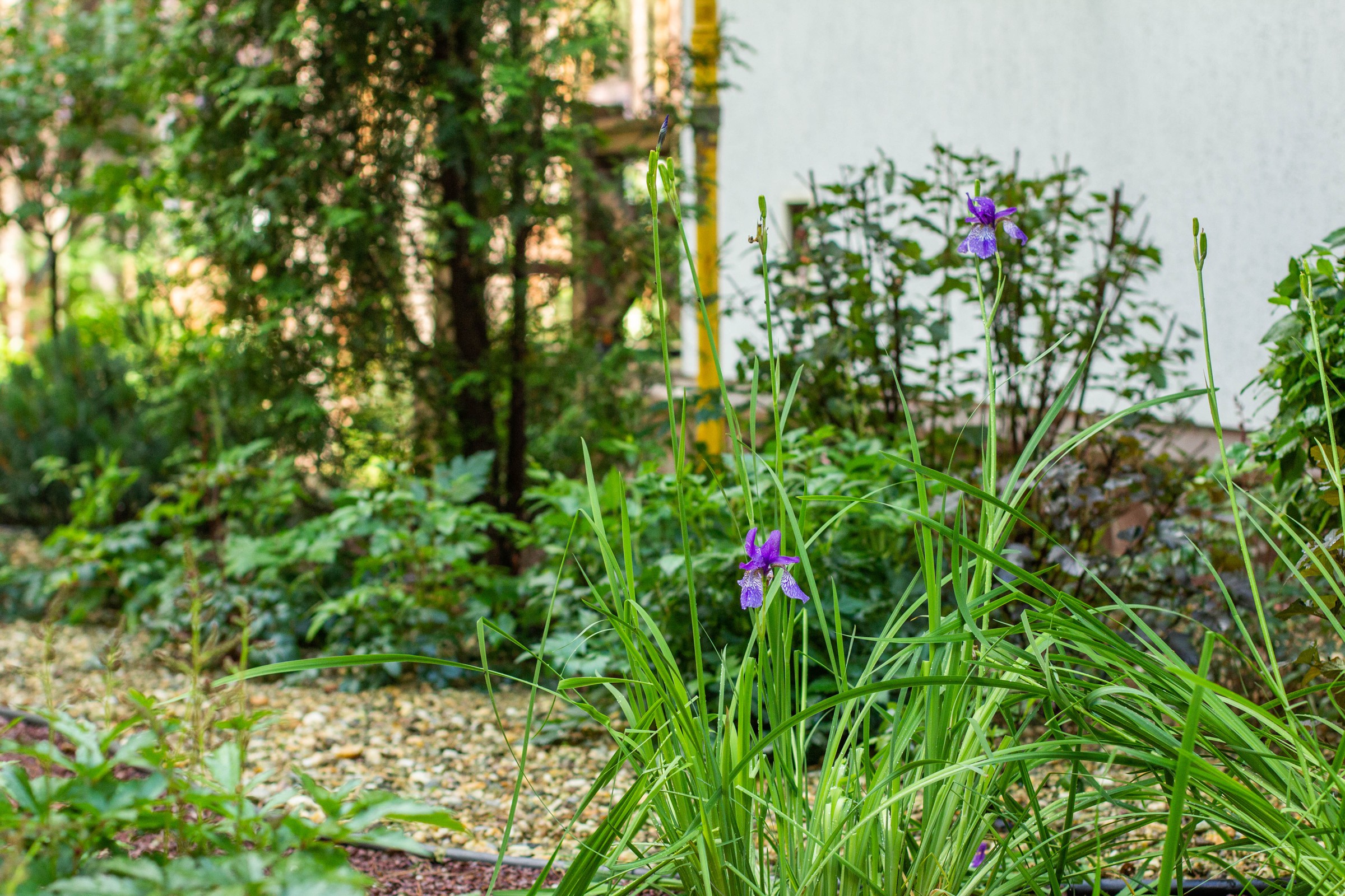 У леса на опушке